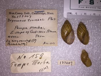 Media type: image; Malacology 133207 Description: 133207_Drymaeus_troscheli image;